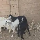 تيوس للبيع العدد 12