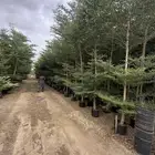 ترمناليا سرو زيتون