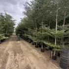 ترمناليا جميع المقاسات وشجر زيتون