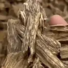 عود كلمنتان بونتيانك طبيعي