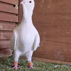 فحل مفتل شامي منتج