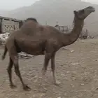 اعرض لكن مناقه حايل توي بايع قعودها ب3200سمينه ماشاء الله