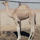 للبيع بكره بنت سياف شايح العنزي ولد سياف الامير منتج سبق