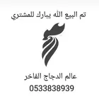 دجاج جبنيز قزم مميز