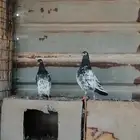 جوز حمام باكستاني رام بوري مستوئ
