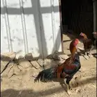 دجاج باكستاني للبيع