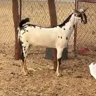 جفرة بيشية مرخا فاخرة للبيع