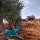 ابو النووور لتوريد كافه انواع الزيتون بكافةالمقاسات والاحجام