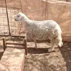 طلي حري جذع العمر 6 أشهر ونص