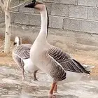 جوز وز عراقي اصيل الكوبرا