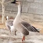 وز عراقي اصيل الكوبرا