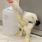 ديك براهما كولمبي