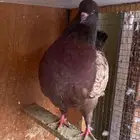 جوز كنق معه فرخ