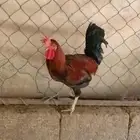 دجاج للبيع