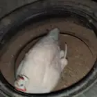 حجل أبيض للبيع