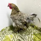 دجاجه زينه