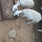 ثنتين ضأن للبيع وأسنانها صغار موضح ف الصورة .