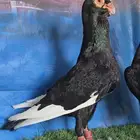 جوز مساويد شامي بطل