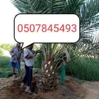 يوجد لدينا نقايل و فسائل