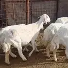 غنم حريه للبيع اسداس وتمام و وحده جذعه مضاريع عددهن 8 روس