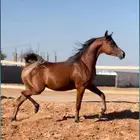 مزاد هجر يعرض لكم فرس دماء جمال حفيدة مروان الشقب مباشره