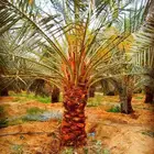 نخل مثمر نقايل جثايث واشنطني اخلاص سكري برحي صقعي شيشي هلالي