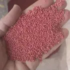 بذور برسيم امريكي