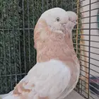 جوز حمام لونق كلين مستوى قوي