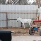 حماره حساويه