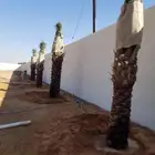 نقوم بتوريد وزراعه جميع انواع النخيل والزيتون