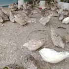 عرض بيع سمان كبار