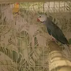 ذكر درة كلير منتج