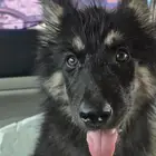 كلب جرو جيرمان شيبرد بيور