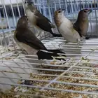 طيور للبيع