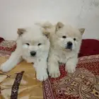 للبيع كلاب تشاو تشاو