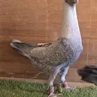 جوز قرقاطي شامي خشن