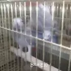 أزواج كاسكو منتجه