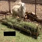خروف فحل مشروط