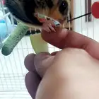 شوقر قلايدر-9سناجب طائرة للبيع جملة واحده