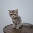 قطط للتبني