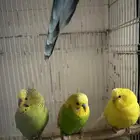 طيور بادجي للبيع