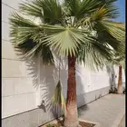 اشجار اكاسيا اشجار بنسيان نخل واشنطني فكس امريكي