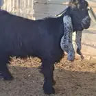 لعشاق العوارض جذع عارض فاااخر و معرف