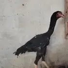 فرخ شامو الماني الموقع أحد المسارحه