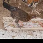 3 دجاج وديك بلديه للبيع