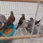 يمام ماسي