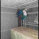 جوز روز