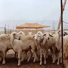أالمظيلف قرية قريعه