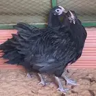 دجاج سلالة استرالوب اسود