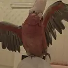 ببغاء كوكاتو قالا